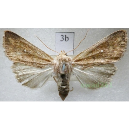 Mythimna albipuncta (Denis & Schiffermüller, 1775) Piętnówka białokropka Czech3b